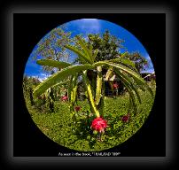 dragonfruitplant